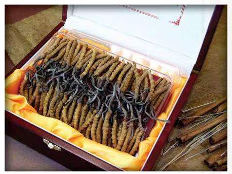 提蒙乡冬虫夏草回收